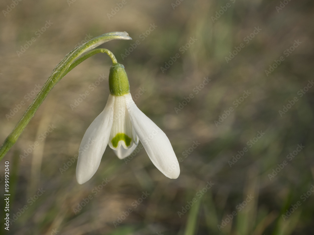 close up macro snow-drop spring flower on defocused grass bokeh background close up macro snow-drop spring flower on defocused grass bokeh background