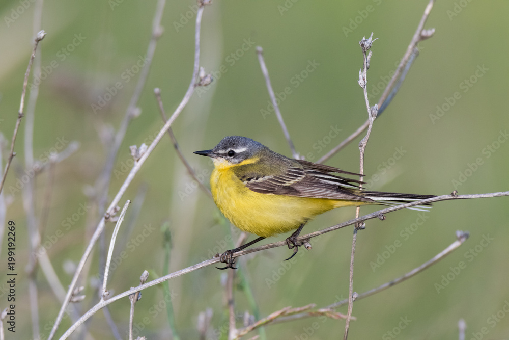 Fototapeta premium Yellow Wagtail (Motacilla flava).