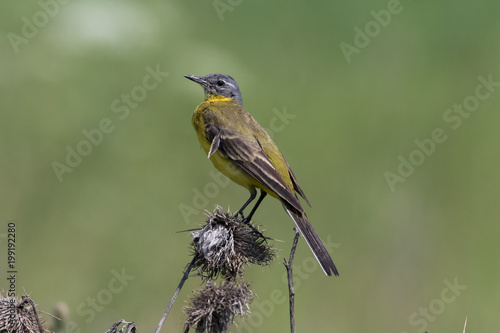 Yellow Wagtail (Motacilla flava).