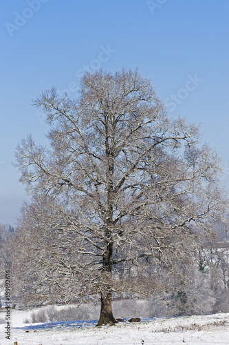 Wallpaper Mural grand chêne sous la neige Torontodigital.ca