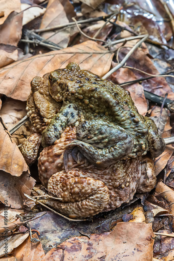 Naklejka premium Common toad on the ground