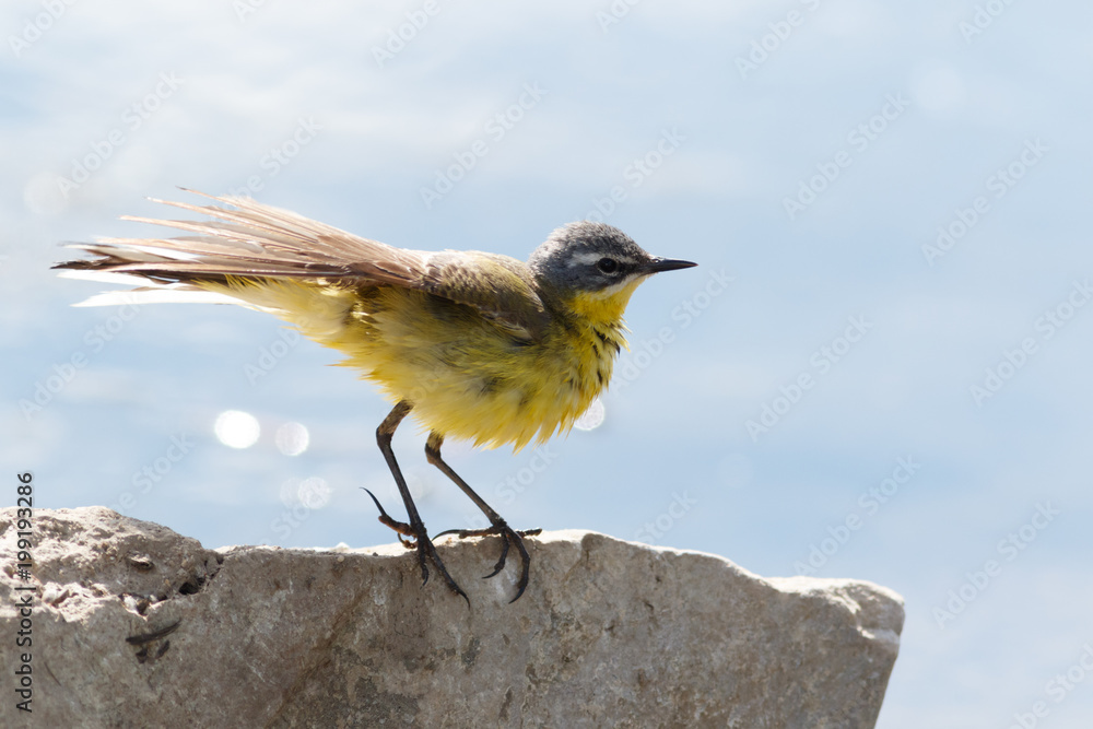 Yellow Wagtail (Motacilla flava). Yellow Wagtail (Motacilla flava).