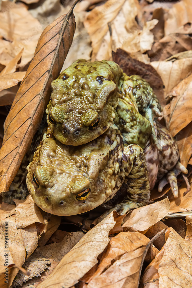 Naklejka premium Common toad on the ground