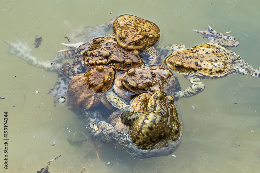 Naklejka premium Common toad in water