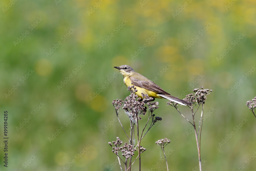 Obraz premium Yellow Wagtail (Motacilla flava).
