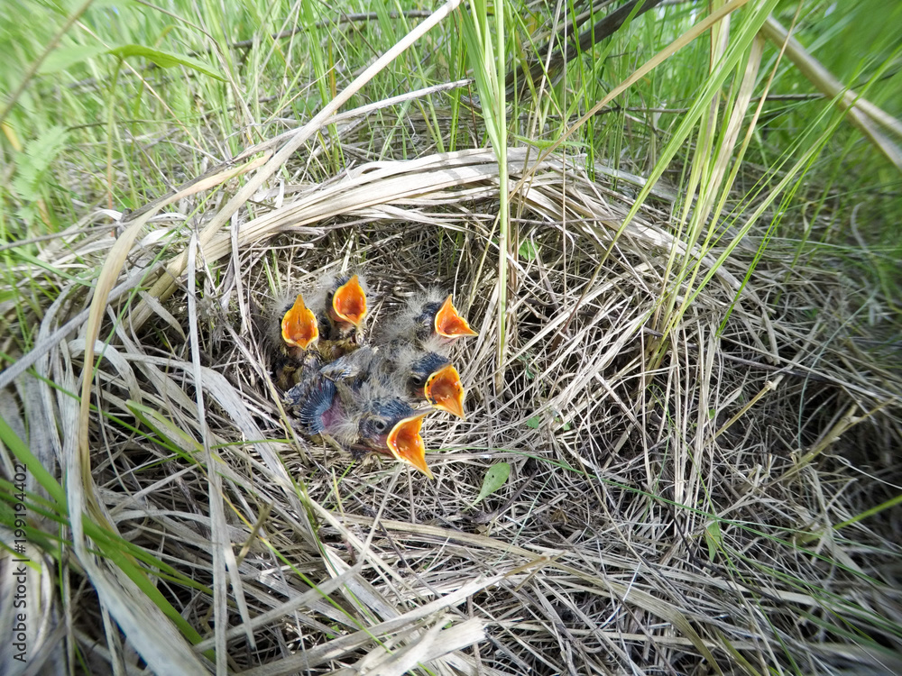 Motacilla flava. The nest of the Yellow Wagtail in nature. Motacilla flava. The nest of the Yellow Wagtail in nature.