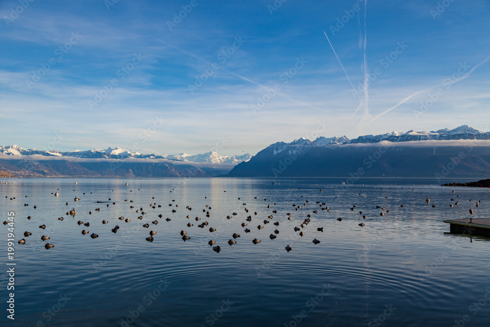Beautiful view on Geneva lake with birds on water and snowy mountains in France on background. Lausanne, Switzerland