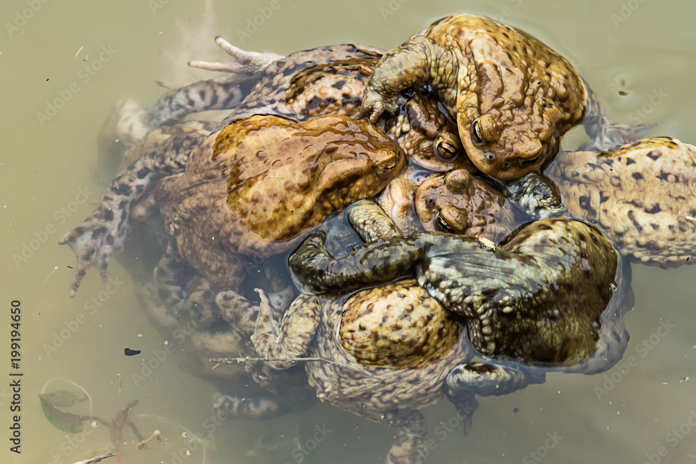 Naklejka premium Common toad in water 