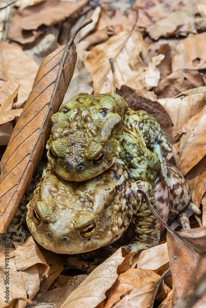 Naklejka premium Common toad on the ground