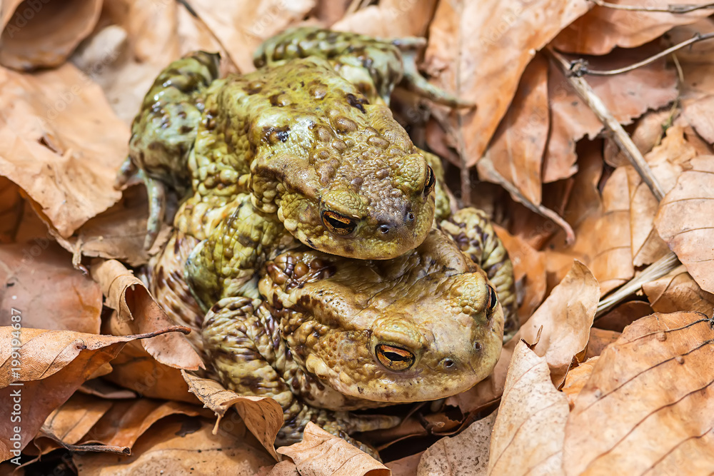 Naklejka premium Common toad on the ground