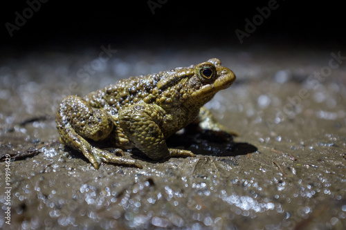 Toad at night © Oliver