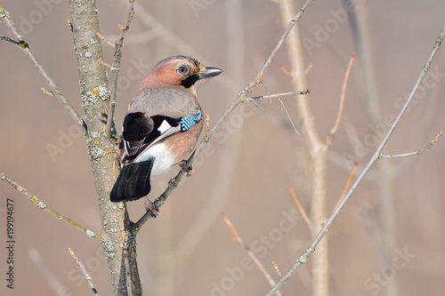 Eurasian jay sits on a tree covered with lichen, turning back. photo