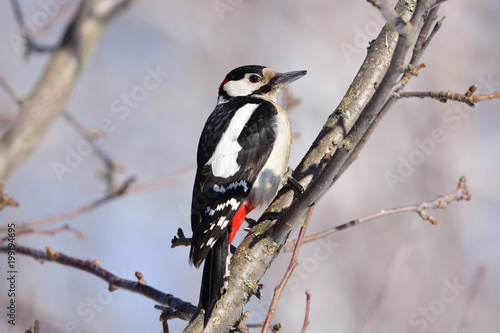 Great spotted woodpecker sits in the branches of a wild apple tree: very close, can see every feather, glare in the eye.