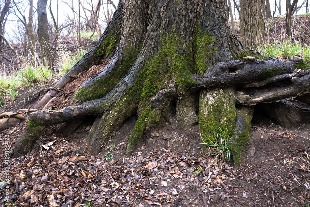 Flint Hills Forest - Kansas