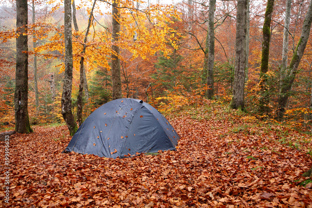 Tourist tent in autumn beech forest.