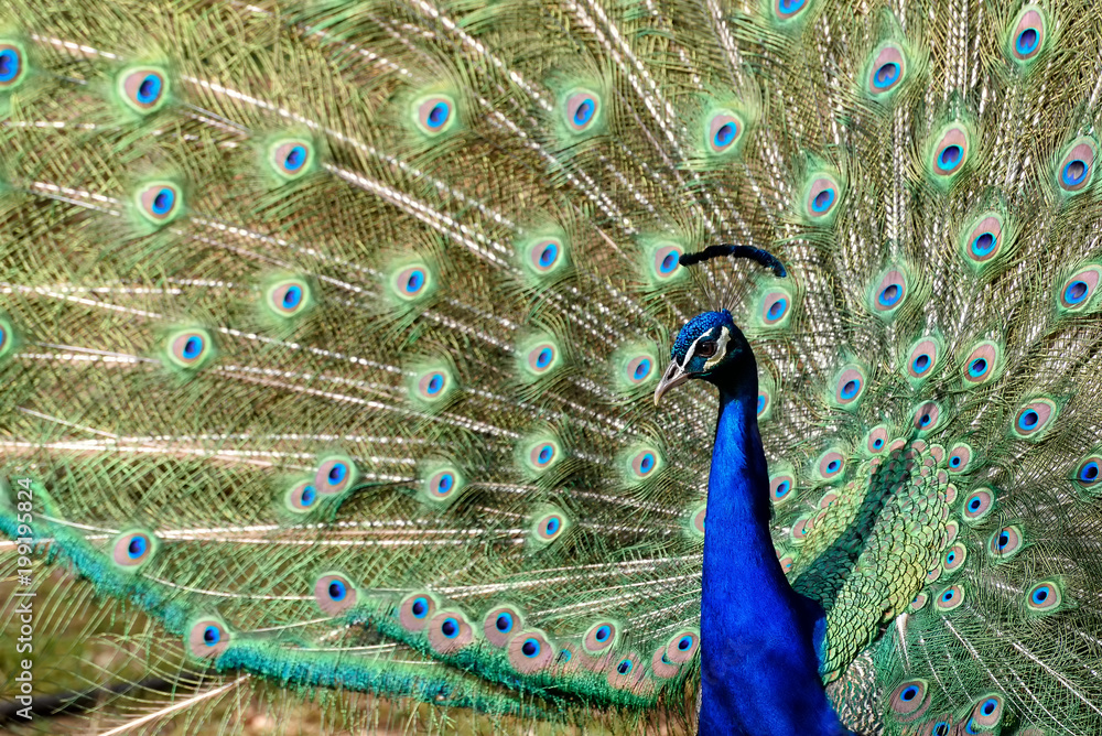 Fototapeta premium Pfau mit buntem Gefieder