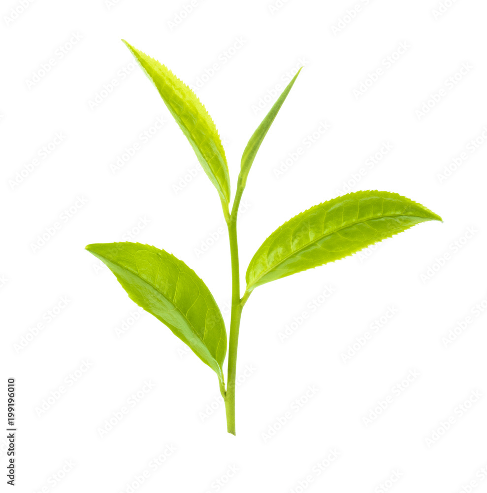 Fresh green tea leaf on white background Fresh green tea leaf on white background