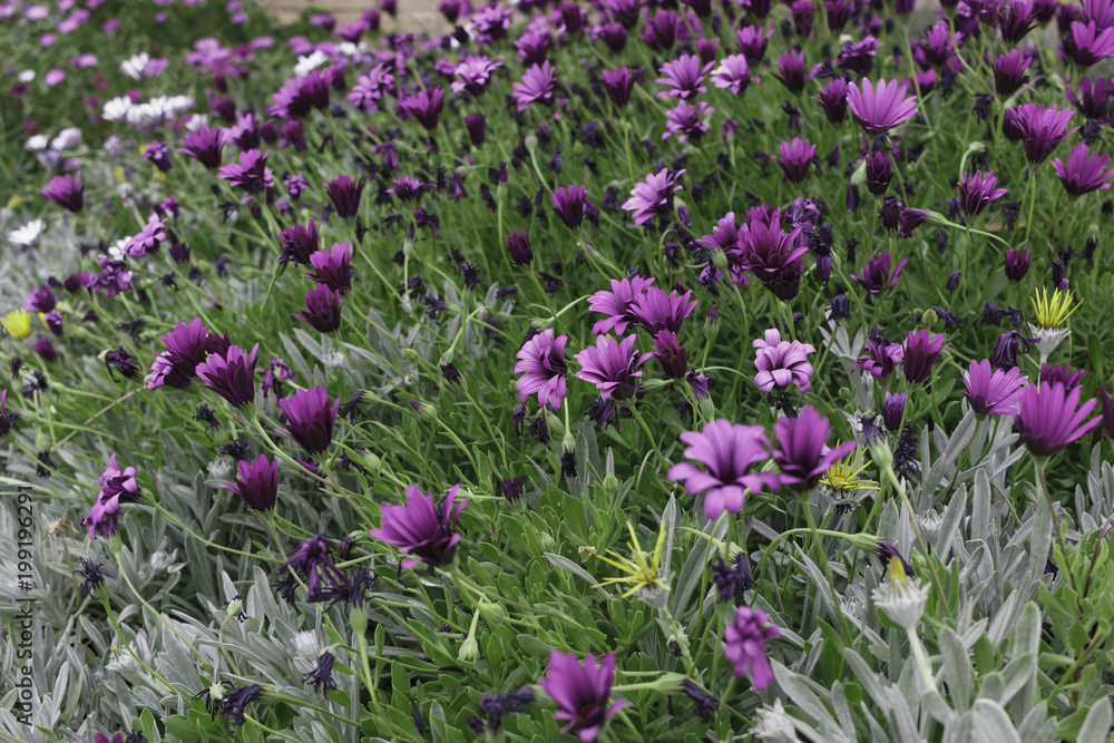 Field of flowers purple color.