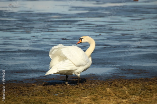 White swan