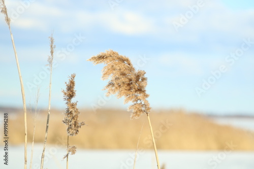 Reed near the lake