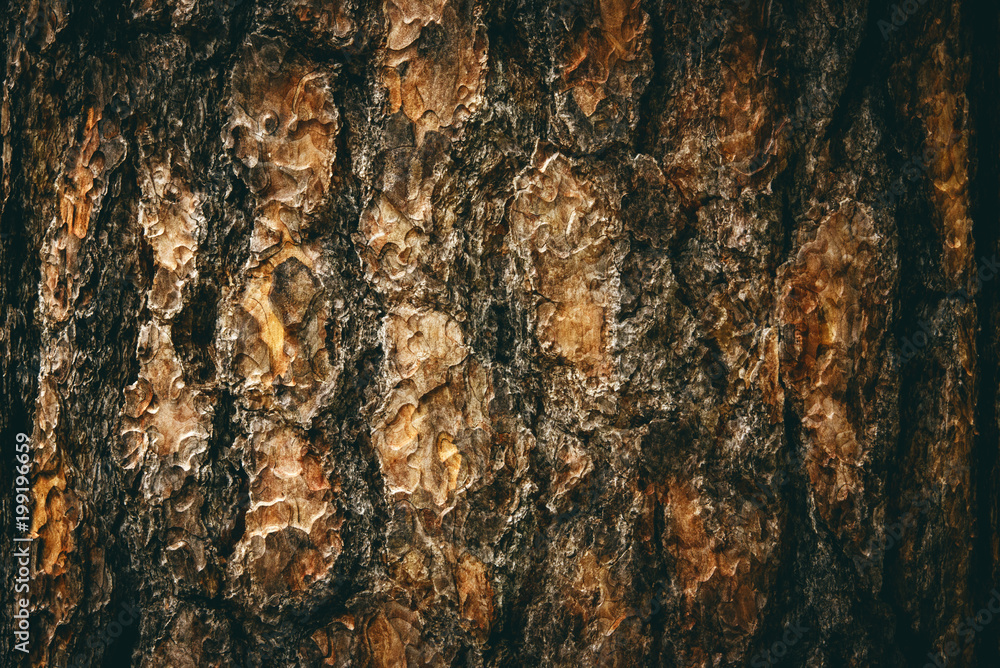 the natural dark tree and wood surface texture or background in vintage, dark or scary style the natural dark tree and wood surface texture or background in vintage, dark or scary style