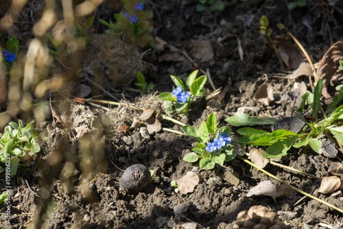 Gilliflower in the grass. Slovakia	 photo