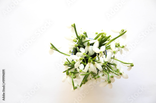 Snowdrop- spring white flower. Bouquet of fresh snowdrops flowers on the white background