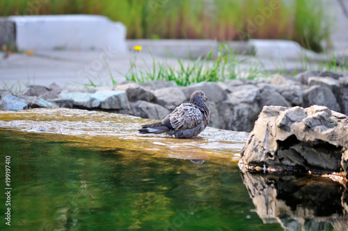 A grey dove bathes in a water fountain on a Sunny day. Landscape view