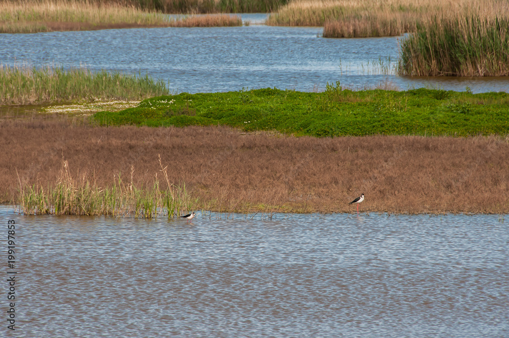 Pequenas ilhas dentro de um lago Pequenas ilhas dentro de um lago