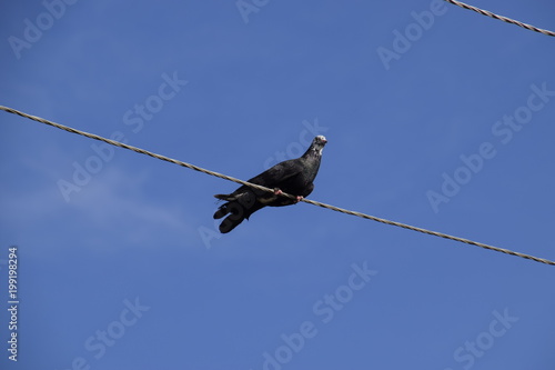 home thoroughbred pigeon sits on a power line wire © eleonimages