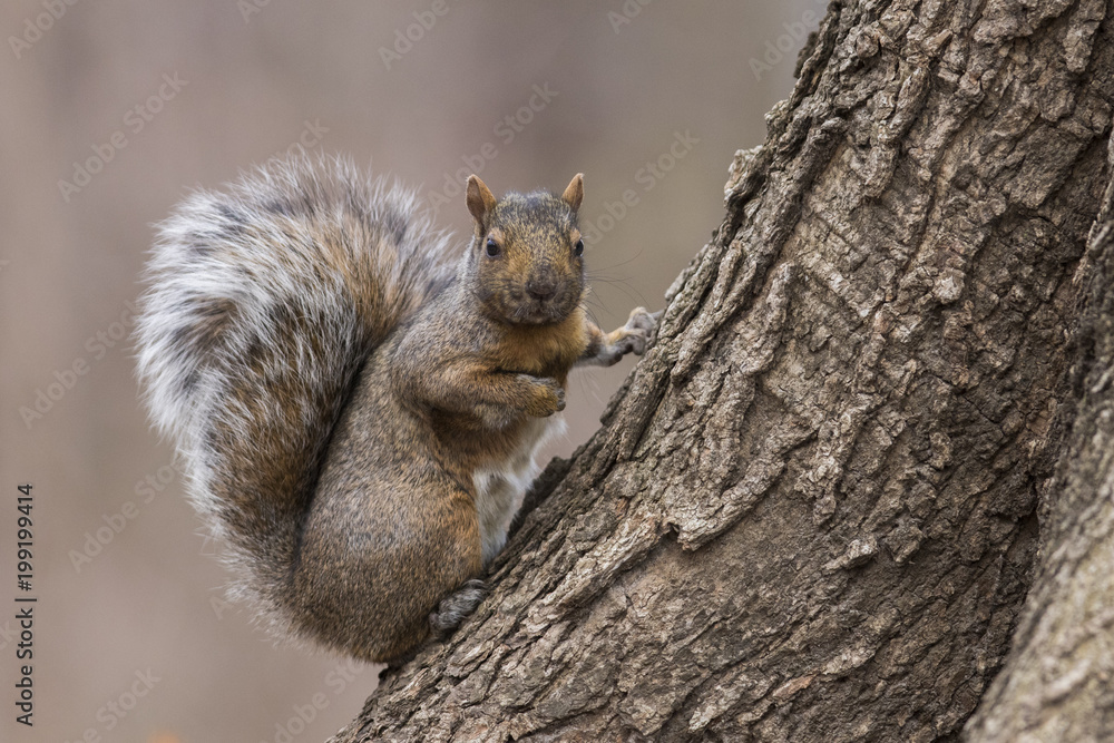 grey squirrel in winter grey squirrel in winter