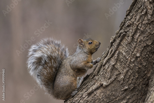 grey squirrel in winter © Mircea Costina
