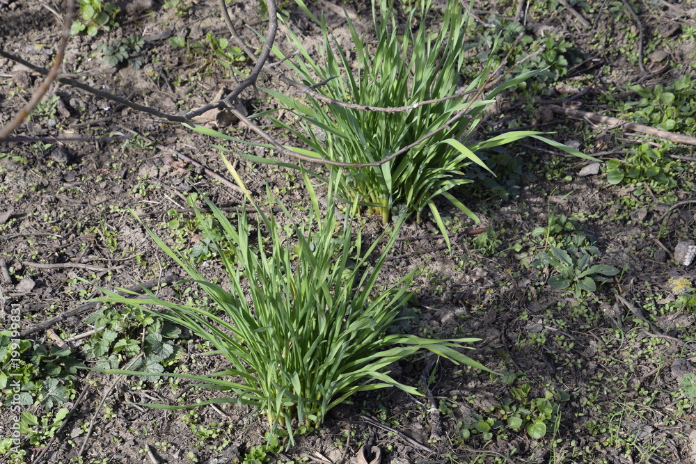Leek. Bow onion in the garden Leek. Bow onion in the garden