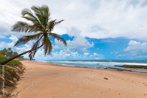 Lone coconut leaning on deserted tropical beach © Gustavo