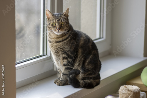 Fototapeta Naklejka Na Ścianę i Meble -  Domestic marble cat portrait, eye contact, cute kitty face, amazing lime eyes