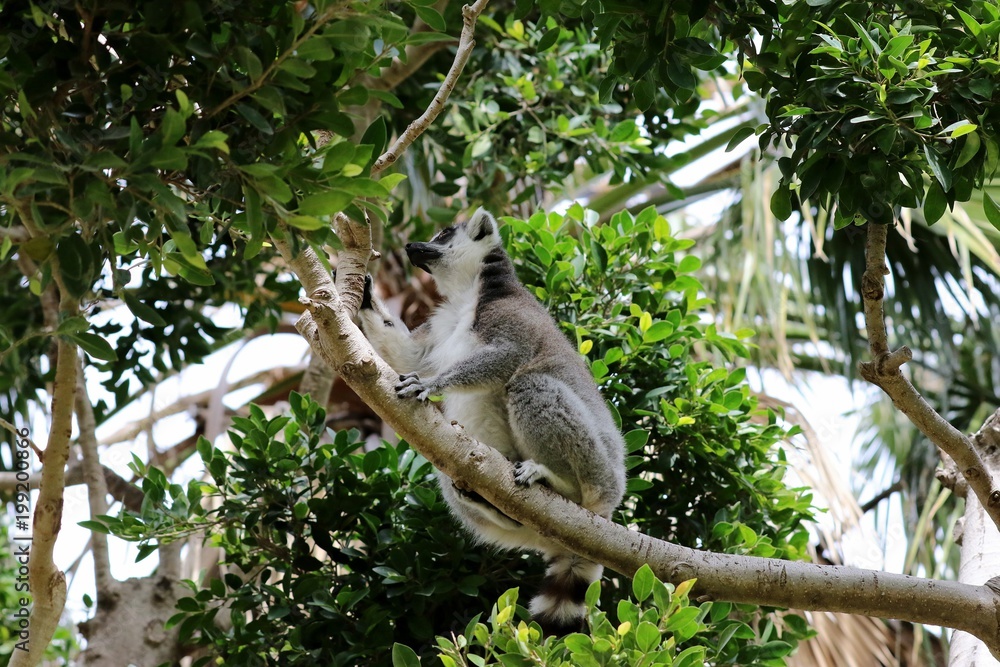 Obraz premium lemur