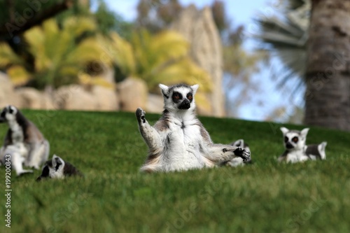 Fototapeta Naklejka Na Ścianę i Meble -  lemur