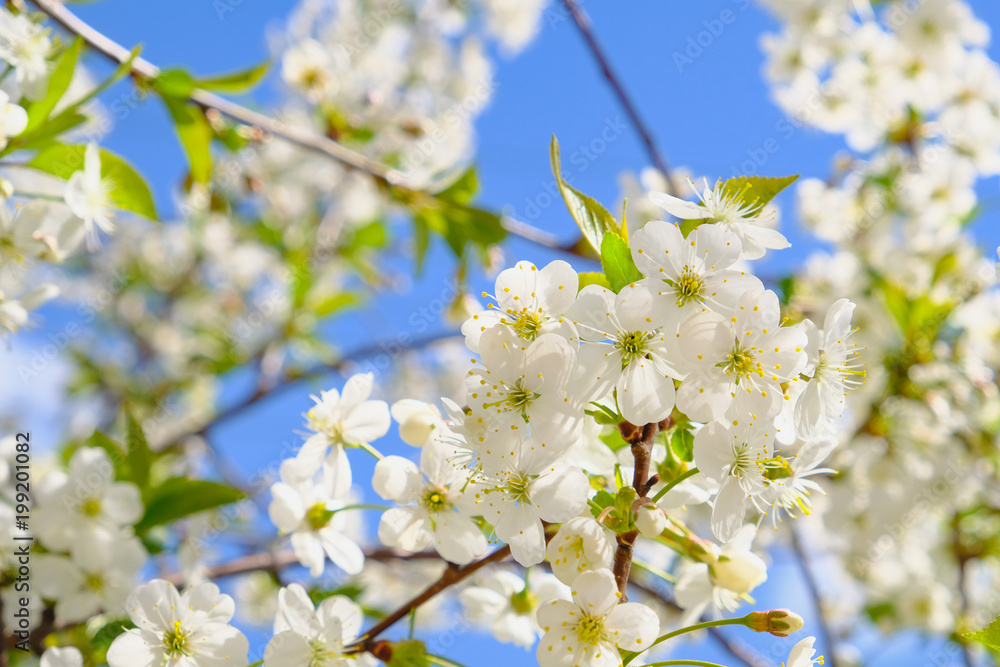 cherry branch on the sky background