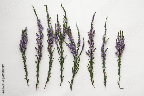 Branches of heather with violet flowers on a light background.