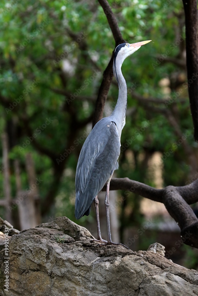 Fototapeta premium garza