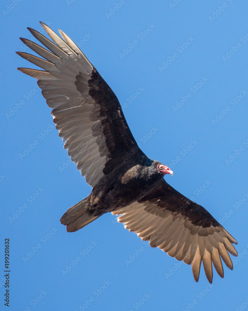 Turkey Vulture Turkey Vulture