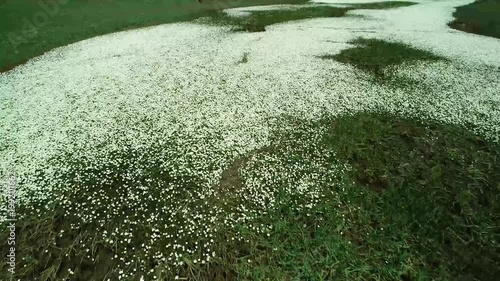 su çiçeği türleri havadan görüntüleme photo