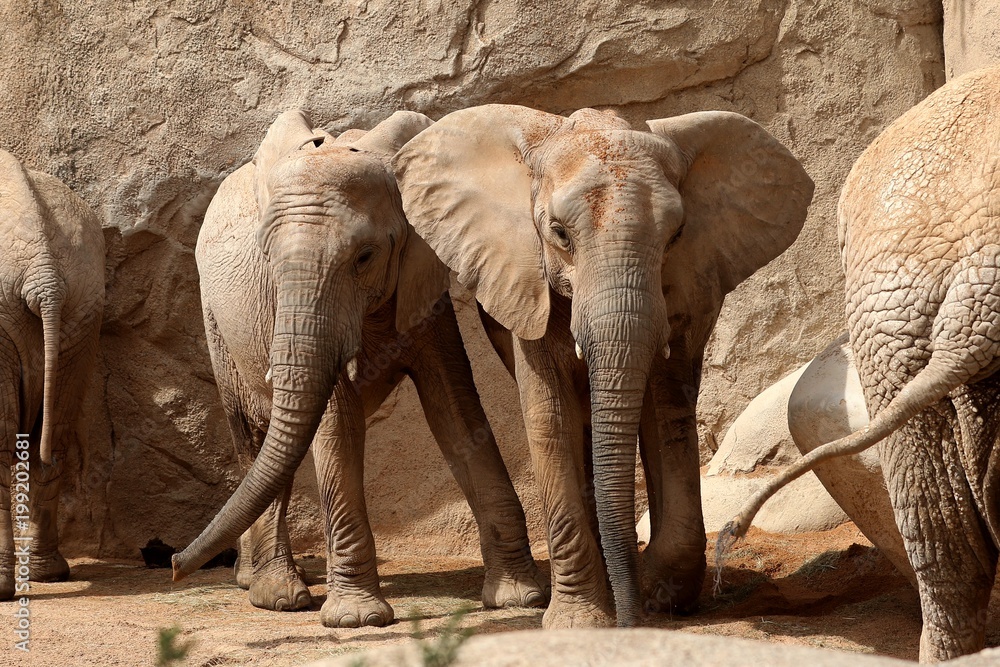 Naklejka premium elefante