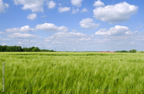 Heyersdorf / Germany: View over a barley field to a high-voltage power line and a modern wind farm