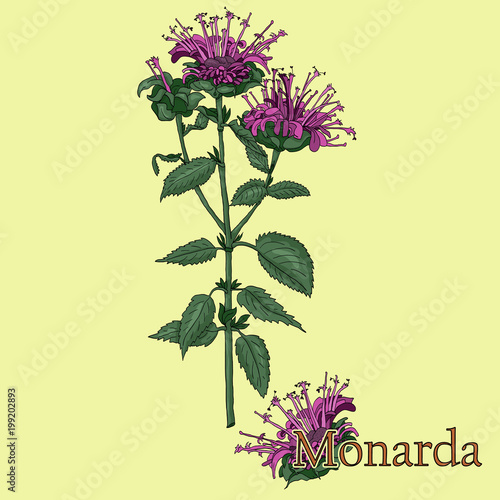 Monarda, Bee Balm. Illustration of a plant in a vector with flower for use in the cooking of medicinal herbal tea.