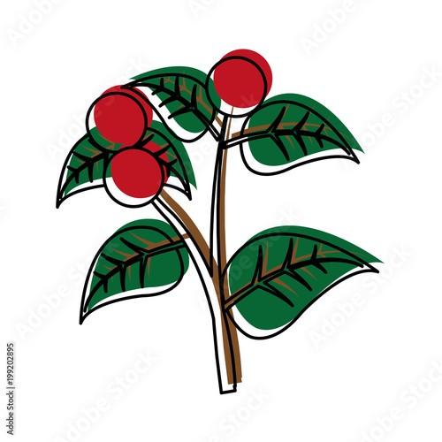 moved color coffee tree plant with leaves branch