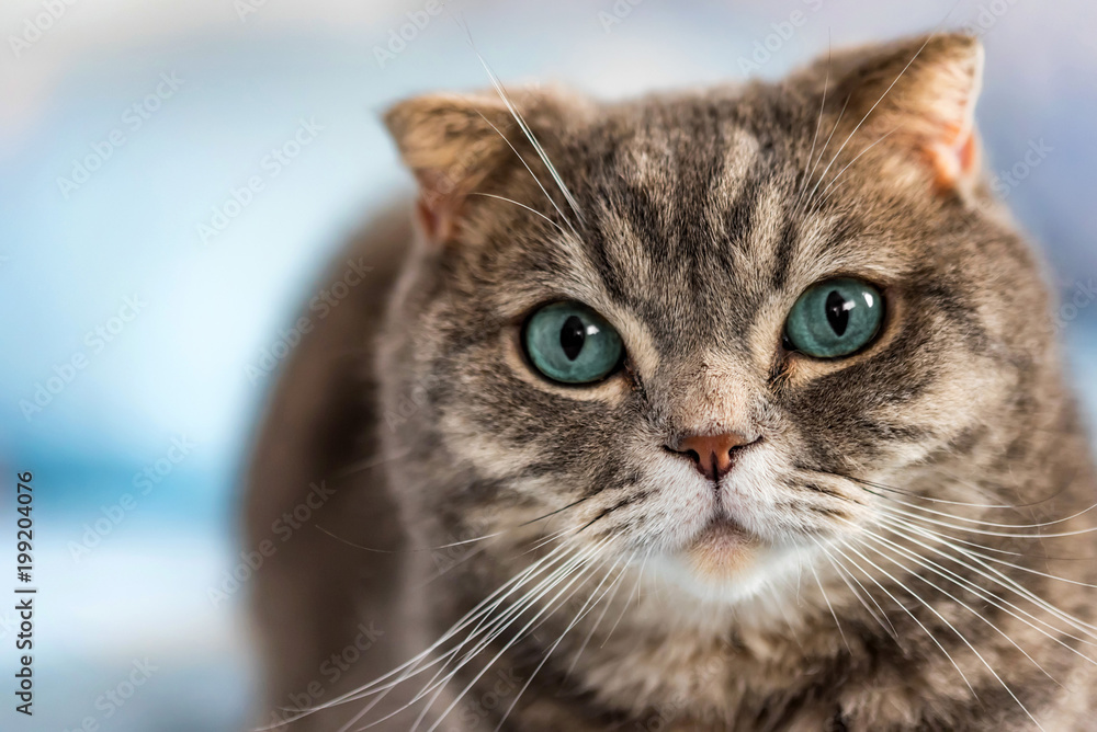 Grey British Shorthair cat portrait