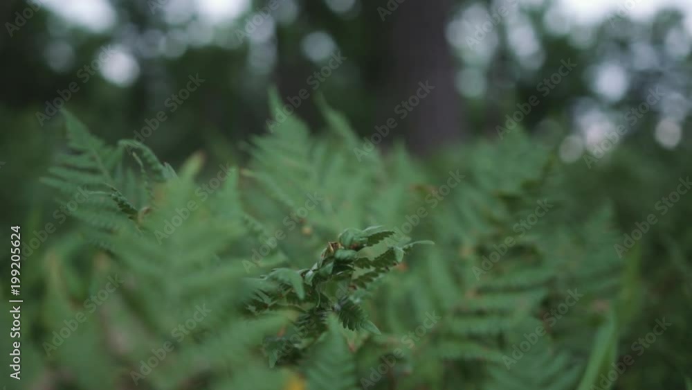 Fern Frond gently blowing in the wind with shallow depth of field 240fps. Taken in the spring of 2017. Shots of nature during twilight. Fern Frond gently blowing in the wind with shallow depth of field 240fps. Taken in the spring of 2017. Shots of nature during twilight.