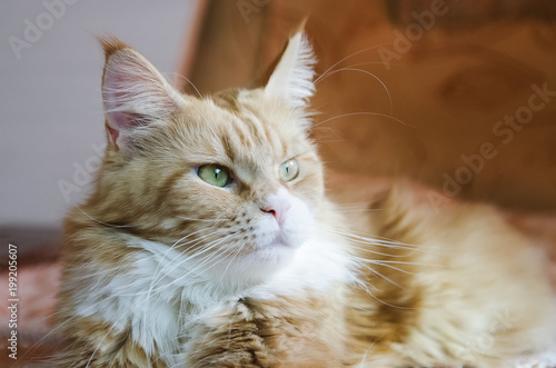 Red cat Maine Coon with white breast. © natavilman