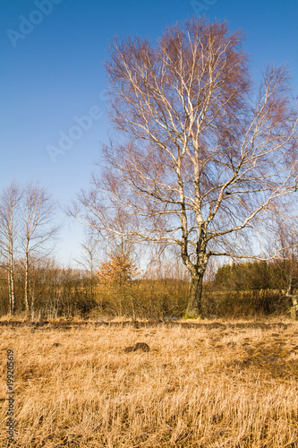 lonely birch